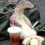 lizord.png